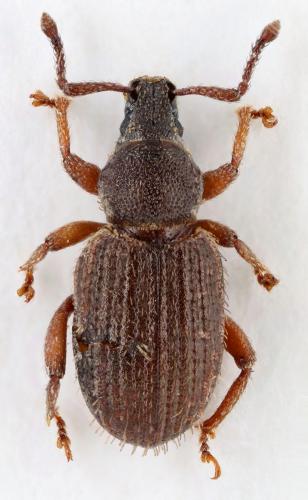Cathormiocerus horrens